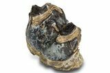 Fossil Eocene Coryphodon Mammal Tooth - Wyoming #316489-1